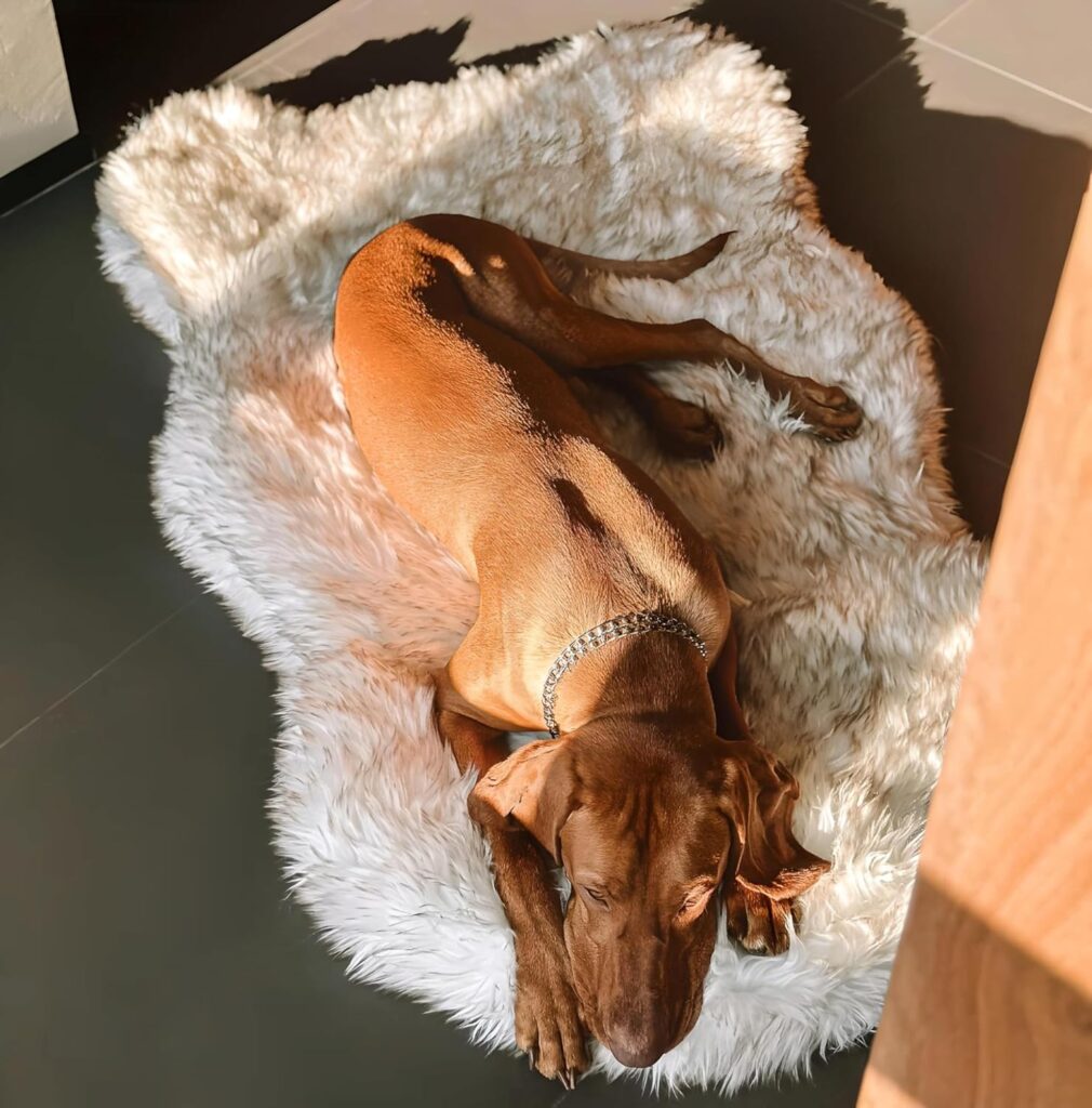 Sheepskin Dog Bed